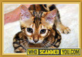 Scam - Kathy Hunter of Sierra Gold Bengal Cattery